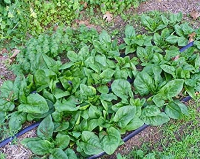 Spinach, Monstrueux de viroflay, Spinacia oleracea, 100 Seeds Per Pack, Organic, Heirloom, GMO Free