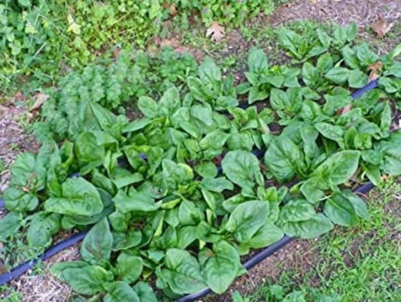 Spinach Monstrueux De Viroflay Spinacia Oleracea 100 Seeds Etsy