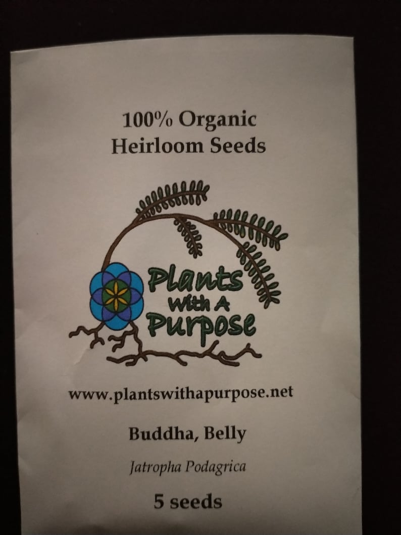 Buddha Belly, Jatropha podagrica, Nettlespurges, 5 Seeds Per Pack, Organic, GMO Free, Buddha Belly Jatropha, Gout Plant image 1