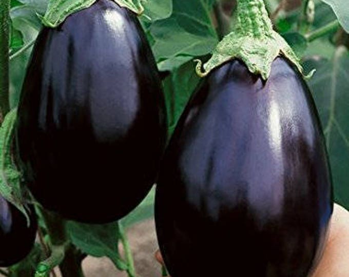 Edible Seeds, Eggplant, Black Beauty, Black Beauty Eggplant, Solanum melongena, Nightshade, Organic, GMO Free, 25 seeds per pack