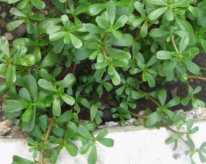 Purslane, Wild, Medicinal Seeds, Portulaca oleracea, 50 seeds per pack, Organic, Heirloom, GMO Free