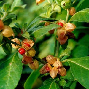 Puede incluir: Primer plano de una planta con hojas verdes y peque&ntilde;as bayas rojas redondas. Las bayas est&aacute;n envueltas en c&aacute;scaras de color marr&oacute;n claro y papel. La imagen muestra los detalles naturales de la planta, centr&aacute;ndose en sus caracter&iacute;sticas bot&aacute;nicas.