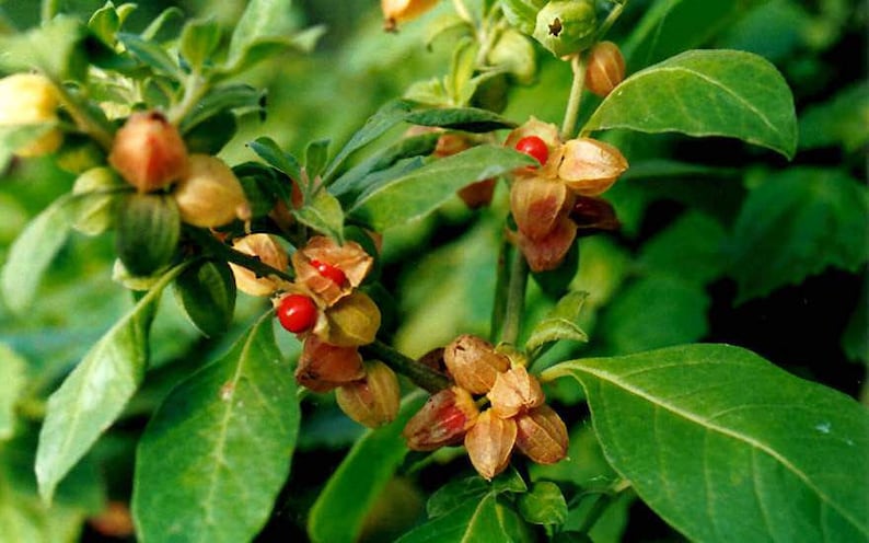 Puede incluir: Primer plano de una planta con hojas verdes y peque&ntilde;as bayas rojas redondas. Las bayas est&aacute;n envueltas en c&aacute;scaras de color marr&oacute;n claro y papel. La imagen muestra los detalles naturales de la planta, centr&aacute;ndose en sus caracter&iacute;sticas bot&aacute;nicas.