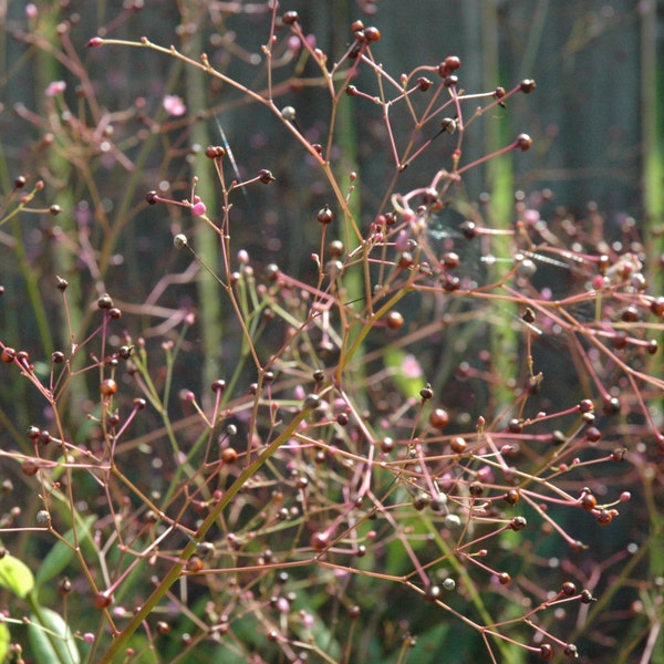 Jewels Of Opar, Talinum paniculatum, Medicinal Seeds, 100 seeds per pack, Organic Seeds GMO Free, seeds for sale