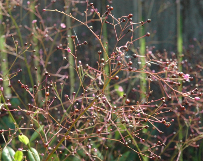 Jewels Of Opar, Talinum paniculatum, Medicinal Seeds, 100 seeds per pack, Organic Seeds GMO Free, seeds for sale
