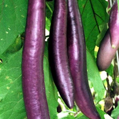 Eggplant Ping Tung Long Solanum Melongena 20 Seeds per - Etsy Eggplant Ping Tung Long Solanum Melongena 20 Seeds per - Etsy