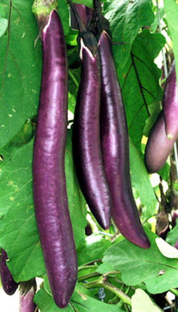 Eggplant Ping Tung Long Solanum Melongena 20 Seeds per - Etsy Eggplant Ping Tung Long Solanum Melongena 20 Seeds per - Etsy