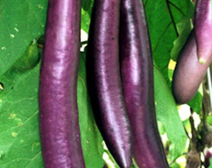 Eggplant, Ping tung long, solanum melongena, 20 Seeds per pack, heirloom, GMO Free, Ping Tung Long Eggplant, Organic