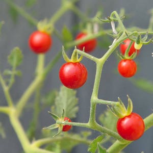 May include: Close-up of a tomato plant with several bright red cherry tomatoes. The tomatoes are round and have green stems, contrasting with the green stems and leaves of the plant. The background is a soft gray.