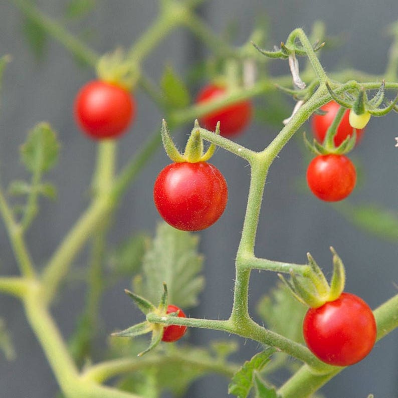 May include: Close-up of a tomato plant with several bright red cherry tomatoes. The tomatoes are round and have green stems, contrasting with the green stems and leaves of the plant. The background is a soft gray.