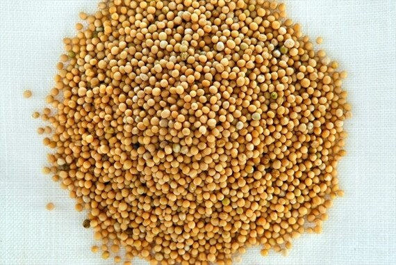 Graines d/'Herbe Feuilles moutarde chinois moutarde Brassica Juncea non OGM
