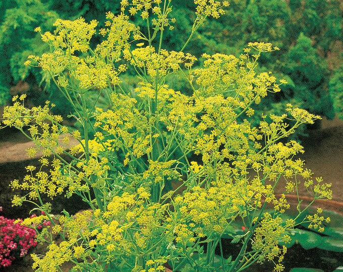 Dill, Bouquet Dill, Anethum graveolens ‘bouquet’, 60 seeds per pack, Organic, Heirloom, GMO Free