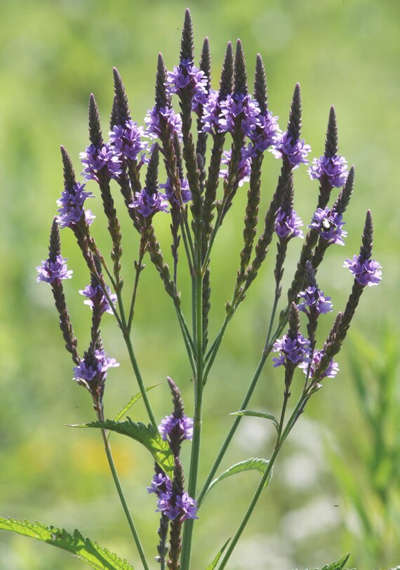 Vervain, Blue, Blue Vervain, Verbena hastata, 100 seeds per pack, Organic, Heirloom, GMO Free