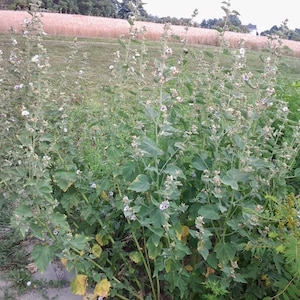 Marsh Mallow, Mallow, Althaea officinalis, Medicinal Seeds,  80 Seeds Per Pack, Organically Grown, GMO Free Seeds