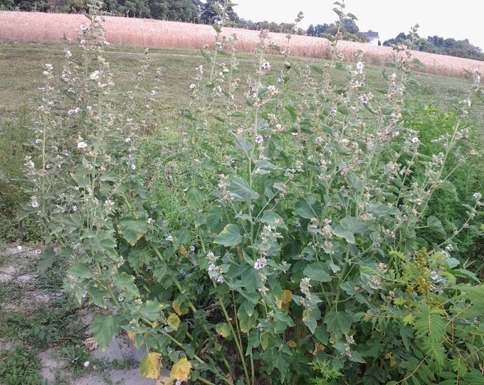 Marsh Mallow, Mallow, Althaea officinalis, Medicinal Seeds,  80 Seeds Per Pack, Organically Grown, GMO Free Seeds