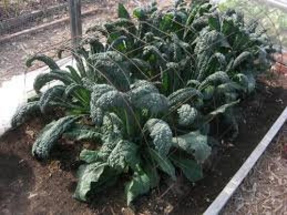 Lacinato, Kale Seed Pack, Organic, GMO Free, Heirloom, 75 Seeds