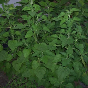 Medicinal Seeds, MarshMallow, Mallow, Althaea officinalis, 80 Seeds Per Pack, Organically Grown, GMO Free Seeds