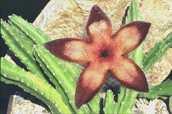 Stapelia Ambigua, Cactus, Apocynaceae, Cacti & Succulents, 4in potted plant