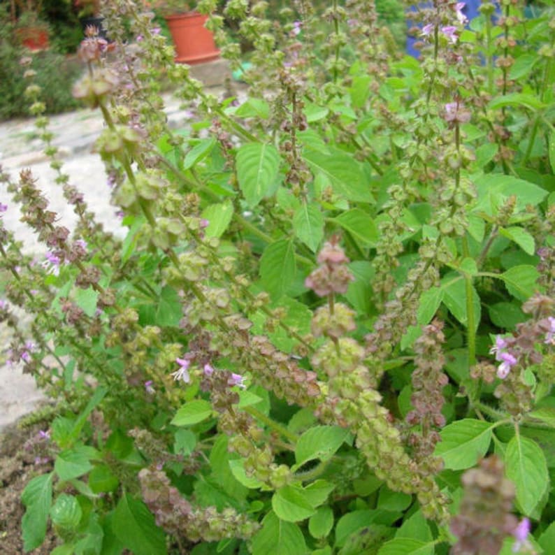 Kivumbasi Lime Basil, Ocimum Canum, Lamiaceae , Edible, Seeds, GMO Free, 50 seeds per pack, Heirloom image 1