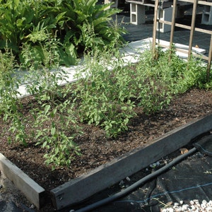 May include: A raised garden bed made of wood with a dark brown stain. The bed is filled with dark brown soil and green plants growing in rows.
