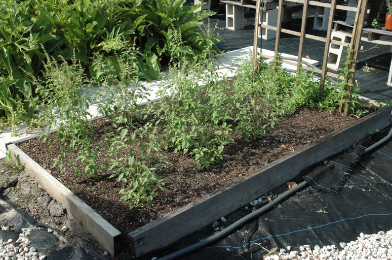May include: A raised garden bed made of wood with a dark brown stain. The bed is filled with dark brown soil and green plants growing in rows.