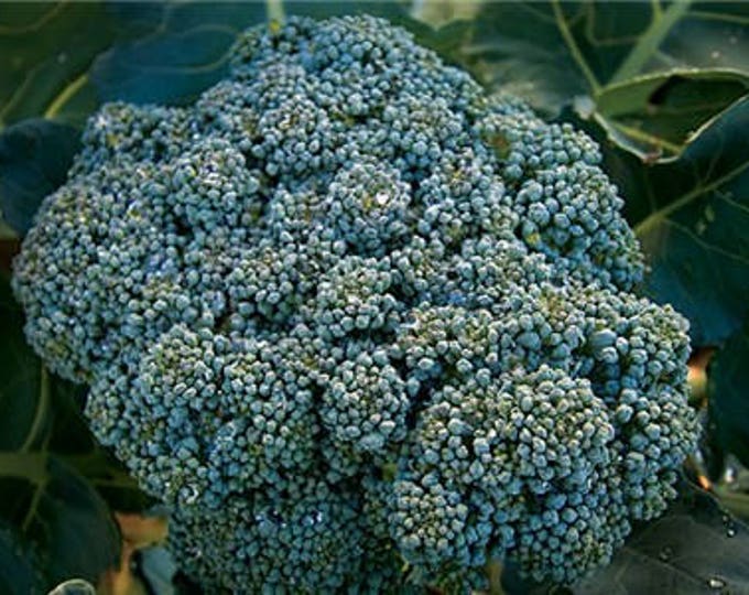 Calabrese green sprouting Broccoli, Brassica Oleracea, Organic, 100 seeds per pack, Brassicaceae, Heirloom, GMO Free