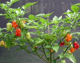 Peppers, Sweet Datil Pepper, Capsimum Chinense, Sweet Datil Pepper Seeds 20 seeds per pack, Organic, Heirloom, GMO Free