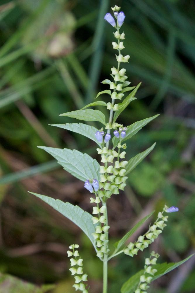 Official Skullcap Scutellaria lateriflora Medicinal Plants Etsy