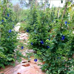 Pea, Blue butterfly, Blue Butterfly Pea, Clitoria ternatea, 20 Seeds Per Pack, Organic, Heirloom, GMO Free