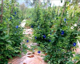 Pea, Blue butterfly, Blue Butterfly Pea, Clitoria ternatea, 20 Seeds Per Pack, Organic, Heirloom, GMO Free