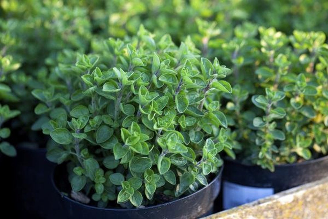 Oregano True Greek 150 Seeds per Pack Origanum Etsy