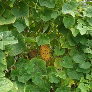 May include: A yellow kiwano melon, also known as a horned melon, growing on a vine with green leaves.
