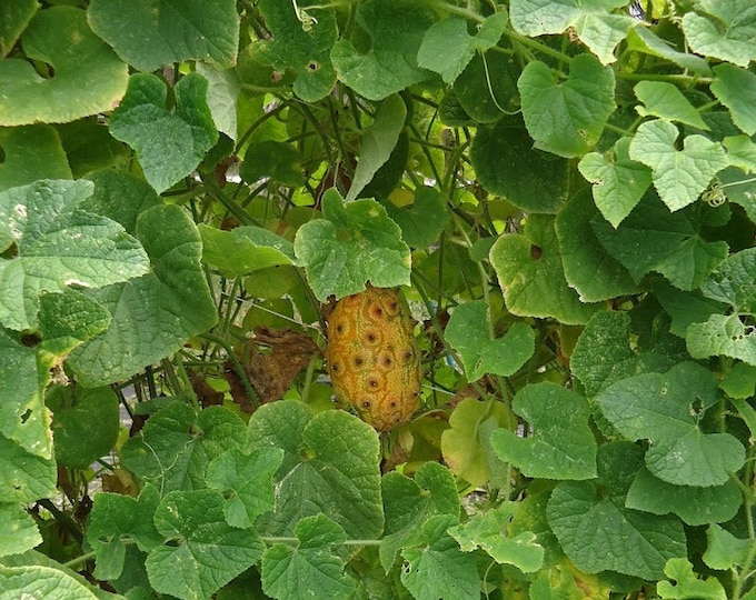 Edible seeds,Melon, African Horned Melon, Cucumis metuliferus, Organic, Heirloom, GMO Free, Jelly Melon