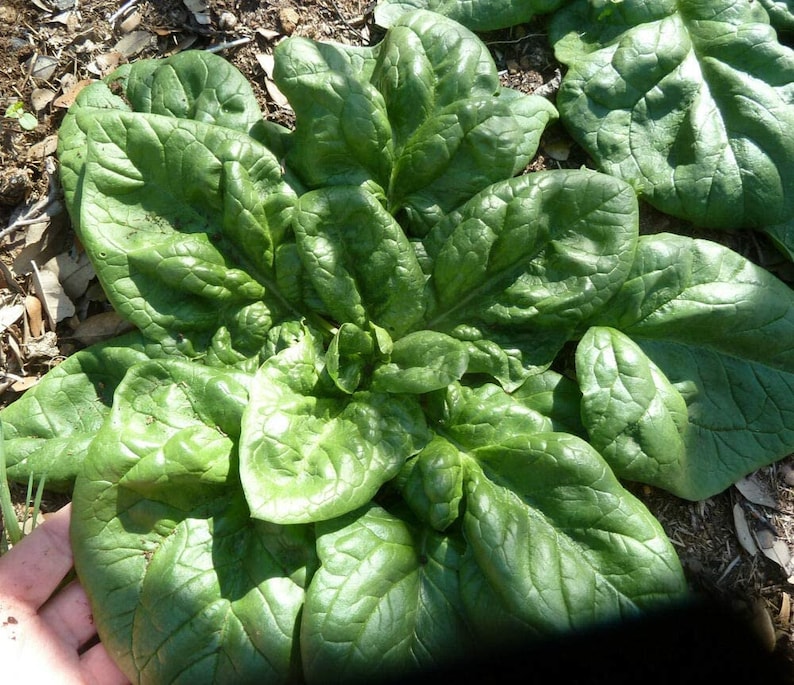 Spinach Monstrueux De Viroflay Spinacia Oleracea 100 Seeds Etsy