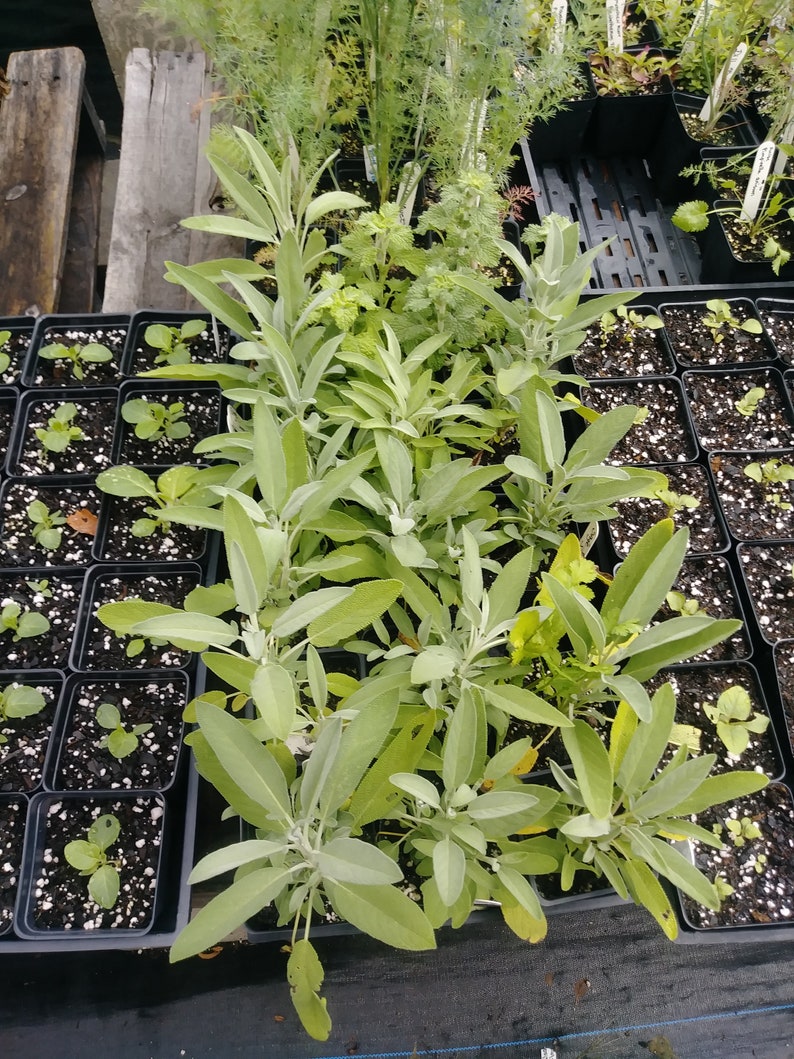 Sage Garden Sage Salvia Officinalis Organic 4in Potted Etsy