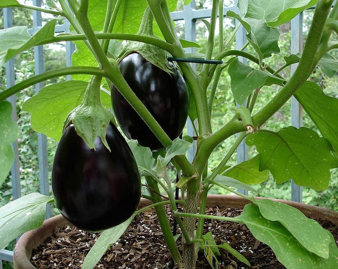 Eggplant, Black Beauty, Black Beauty Eggplant, Solanum melongena, Nightshade, Organic, GMO Free, 25 seeds per pack