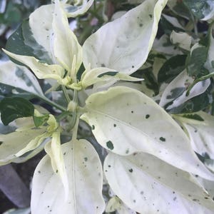 Fish Pepper, Pepper Seeds, capsicum annuum, Organic, Solanaceae, 20 seeds per pack, GMO Free, Fish Pepper seeds, Organic Pepper seeds,