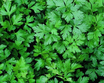 Parsley, flat Italian, Flat Italian Parsley, 100 seeds per pack, Petroselinum crispum neapolitanum, Organic, Heirloom, GMO Free
