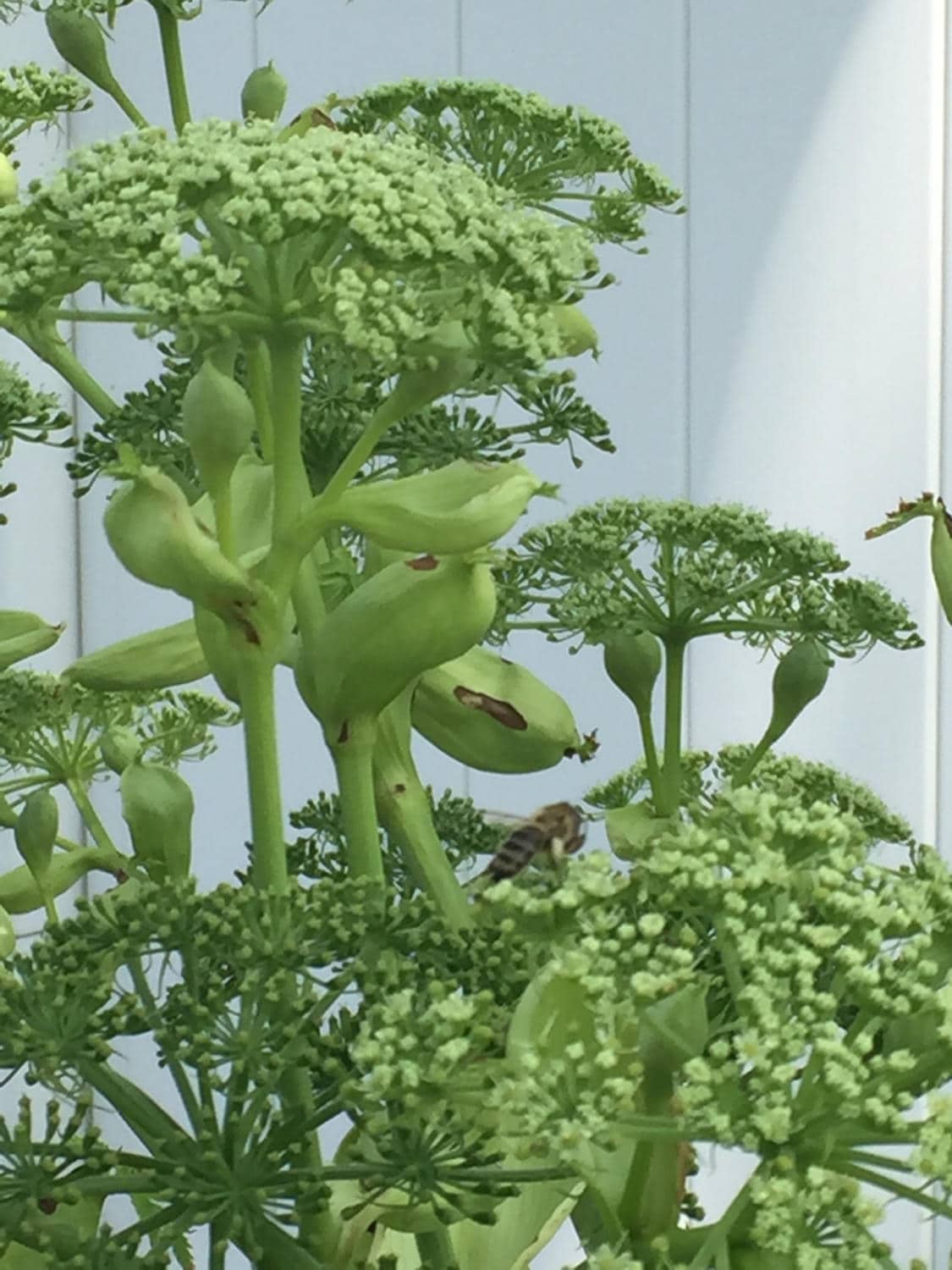 Ashitaba Angelica Keiskei Koidzumi Medicinal Seeds Organic Etsy Israel