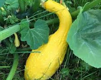 Squash, Early Summer Crookneck Squash, Cucurbita pepo, 30 Seeds Per Pack, Organic, Heirloom GMO Free