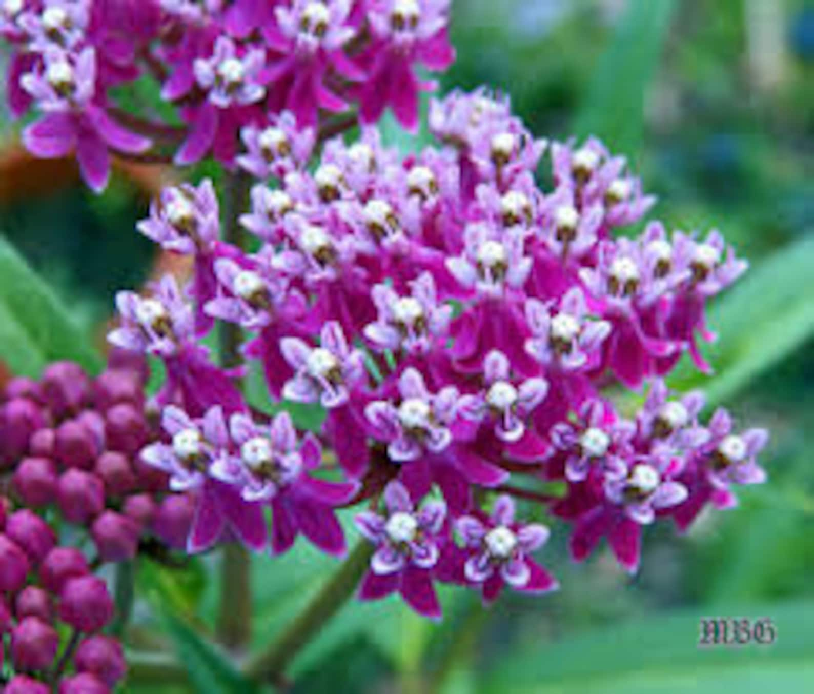 Milkweed Pink Swamp Asclepias incarnata 25 Seeds Per Pack | Etsy