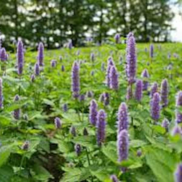 Anise Hyssop, Agastache foeniculum, Medicinal Seeds, Organic, 100 Seeds Per Pack, Heirloom, GMO Free plants