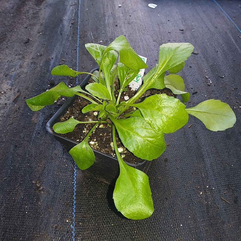 English Daisy 4in Potted Plant Daisy Asteraceae Organic Plants GMO Free Heirloom bellis perennis