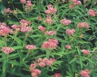 Milkweed, Pink Swamp, Asclepias incarnata, 25 Seeds Per Pack, GMO Free, Organic, Apocynaceae