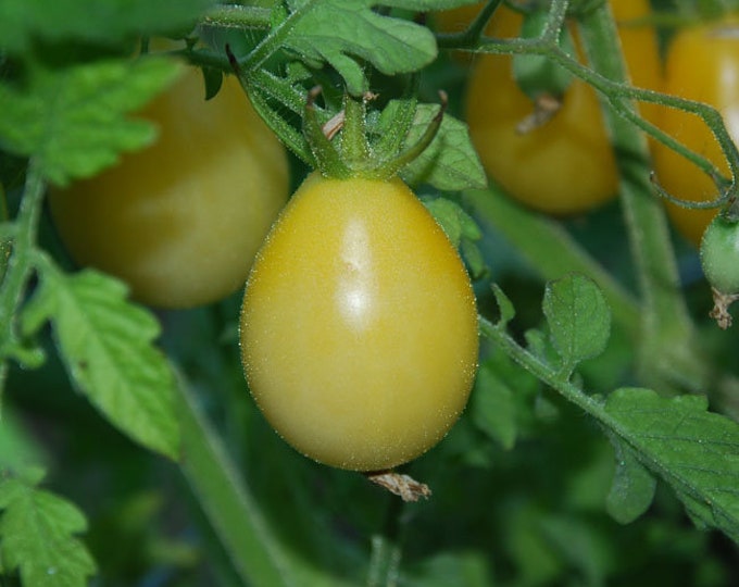 Tomato, Ivory Pear Tomato, 25 Seeds Per Pack, Solanum Lycopersicum, Organic, Heirloom, GMO Free, Edible Seeds,