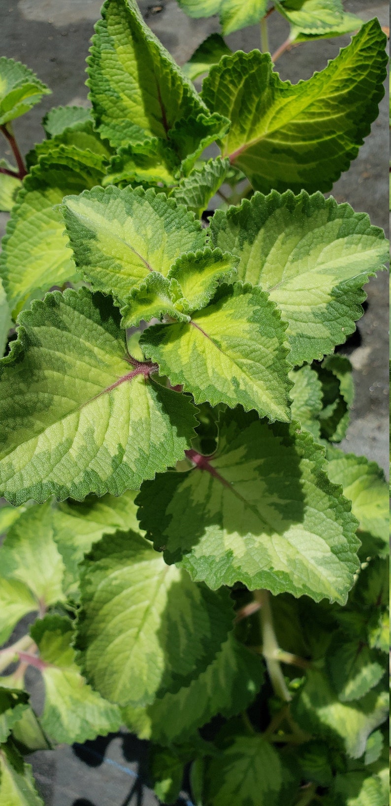 Cuban Oregano Variegated green 4in Potted Plant Etsy