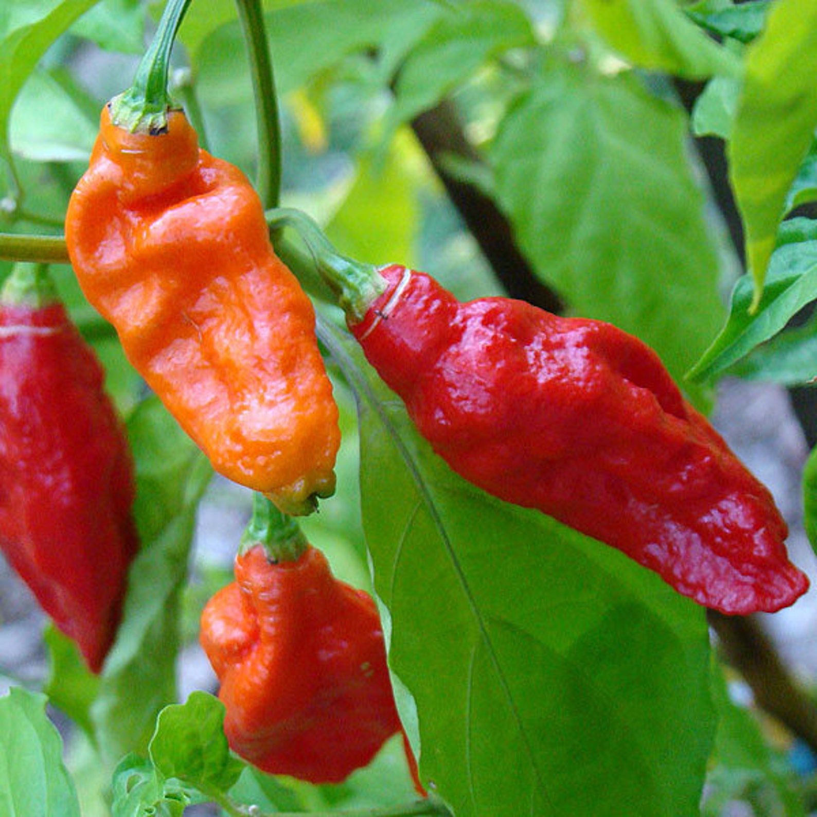 Ghost Pepper Plants Ghost Pepper Bhut Jolokia 4in Potted Etsy