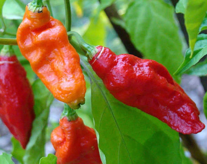 Ghost Pepper Seeds, Ghost Pepper, Bhut Jolokia, 20 Seeds Per Pack, Organic seeds, Heirloom, pepper seeds