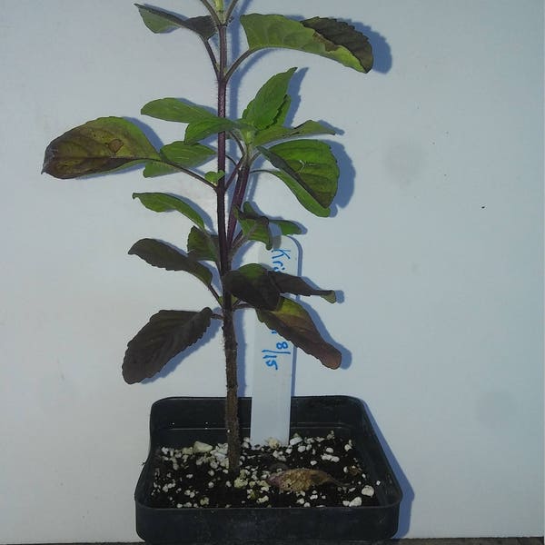 Krishna Tulsi, Ocimum Sanctum, 4in potted plant, Organic, GMO Free