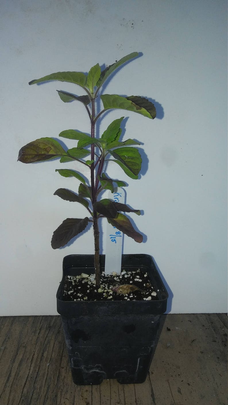 Krishna Tulsi Ocimum Sanctum 4in potted plant Organic GMO